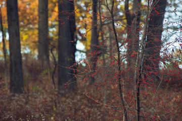 red berries on a tree in a forest in the winter