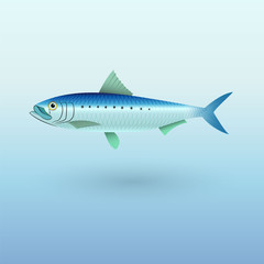 Sardine Pilchard fish illustration