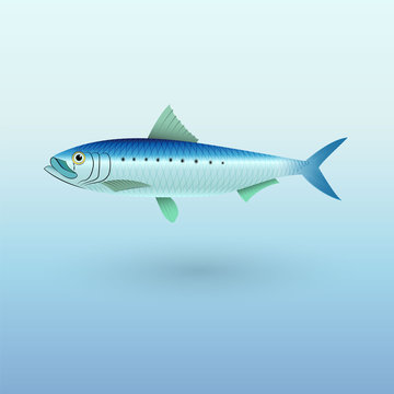 Sardine Pilchard fish illustration