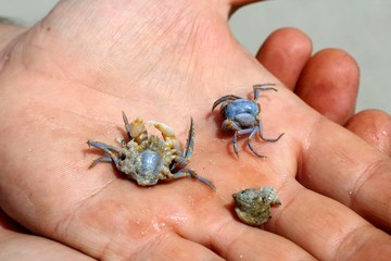 Blue Philippine crab on the palm 