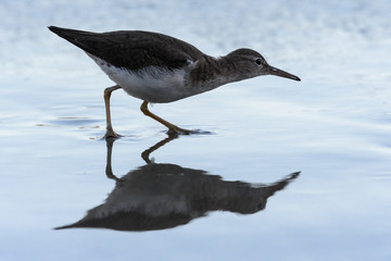 Curious young spotted sand piper hunts for breakfast on an early morning in Costa Rica
