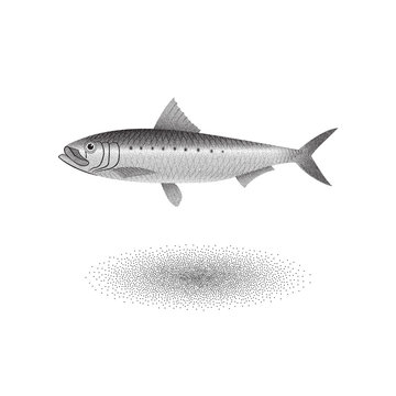 Sardine Pilchard with stipple effect in black and white