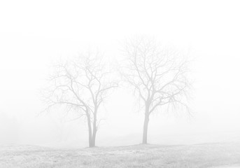 Fototapeta na wymiar Silhouette of Bare Trees in foggy field