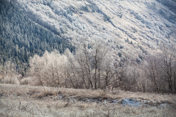 The first frost in the mountains.