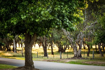 Sunset under the trees