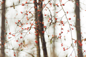red berries on a tree in a forest in the winter