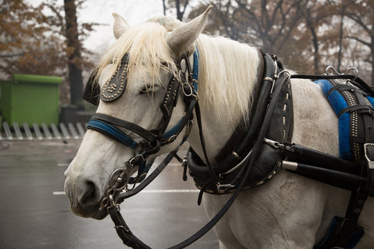 Central Park Carriage Horse. NYC