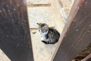little fluffy kitty is sitting on the stone floor