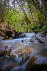stream in forest