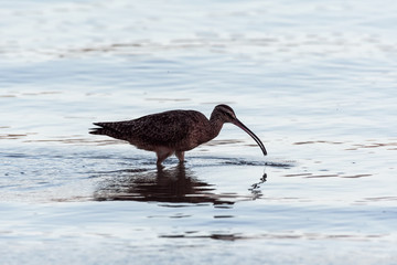 Close up of a Long-Billed Curlew hunting for breakfast along the shore in Guanacaste, Costa Rica