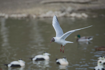 Black headed gull in flight