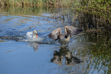 Mute swan chasing its prey