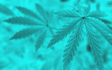  marijuana  background. bush cannabis.