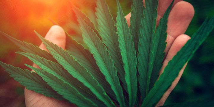  marijuana on the palm . bush cannabis.