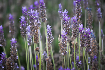 Obraz premium Cultivo de flores de lavanda