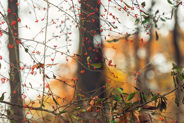 red berries on a tree in a forest in the winter