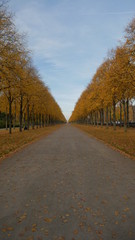 Allee im Park und Garten im Herbst bei Sonnenschein