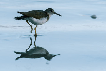 Curious young spotted sand piper hunts for breakfast on an early morning in Costa Rica