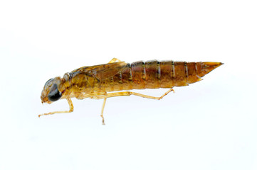 Dragonfly larvae isolated in the white