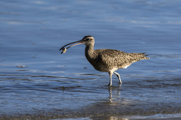 Close up of a Long-Billed Curlew hunting for breakfast along the shore in Guanacaste, Costa Rica