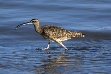 Close up of a Long-Billed Curlew hunting for breakfast along the shore in Guanacaste, Costa Rica