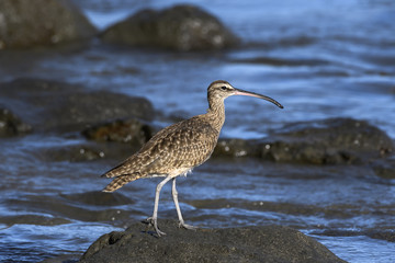 Close up of a Long-Billed Curlew hunting for breakfast along the shore in Guanacaste, Costa Rica