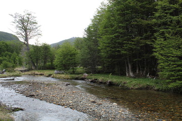 Landscape  forest  and  river