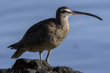 Close up of a Long-Billed Curlew hunting for breakfast along the shore in Guanacaste, Costa Rica