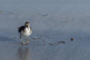 Curious young spotted sand piper hunts for breakfast on an early morning in Costa Rica