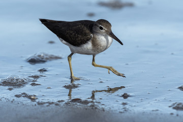 Curious young spotted sand piper hunts for breakfast on an early morning in Costa Rica
