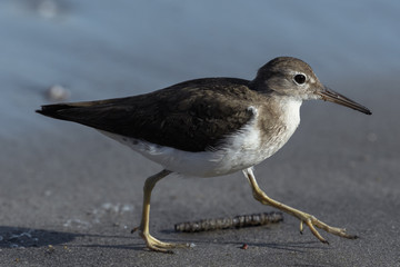 Curious young spotted sand piper hunts for breakfast on an early morning in Costa Rica