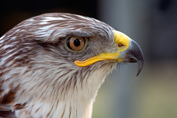 Aquila - Uccelli - rapace - predatore - testa- occhio - aquila reale