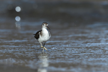 Curious young spotted sand piper hunts for breakfast on an early morning in Costa Rica