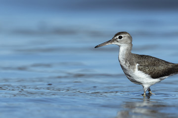 Curious young spotted sand piper hunts for breakfast on an early morning in Costa Rica