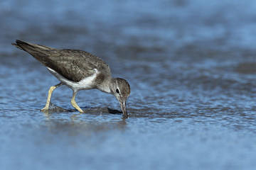 Curious young spotted sand piper hunts for breakfast on an early morning in Costa Rica