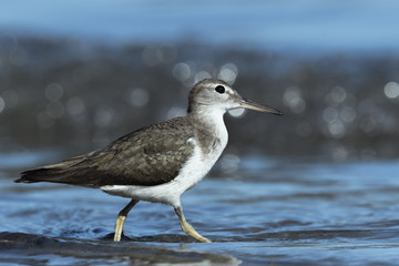 Curious young spotted sand piper hunts for breakfast on an early morning in Costa Rica