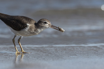 Curious young spotted sand piper hunts for breakfast on an early morning in Costa Rica