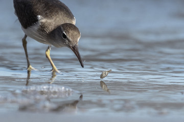 Curious young spotted sand piper hunts for breakfast on an early morning in Costa Rica