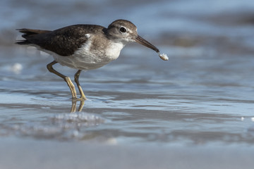 Curious young spotted sand piper hunts for breakfast on an early morning in Costa Rica