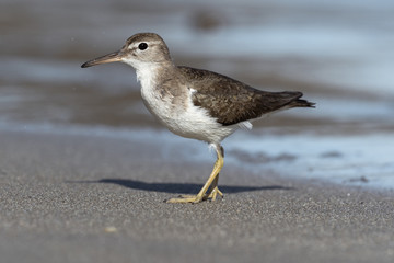 Curious young spotted sand piper hunts for breakfast on an early morning in Costa Rica