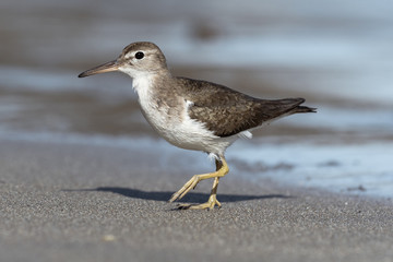 Curious young spotted sand piper hunts for breakfast on an early morning in Costa Rica