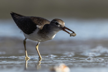 Curious young spotted sand piper hunts for breakfast on an early morning in Costa Rica