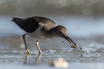 Curious young spotted sand piper hunts for breakfast on an early morning in Costa Rica