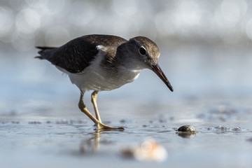 Curious young spotted sand piper hunts for breakfast on an early morning in Costa Rica