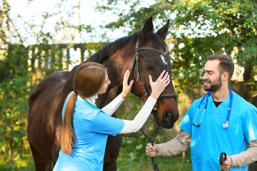 Veterinarians in uniform with beautiful brown horse outdoors
