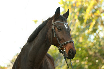 Beautiful brown horse in leather bridle outdoors