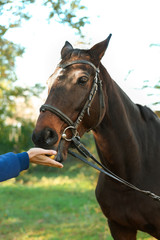 Woman feeding beautiful brown horse in bridle outdoors