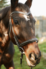 Beautiful brown horse in leather bridle outdoors