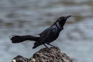 Great-tailed grackle searches for breakfast at sunrise in Costa Rica