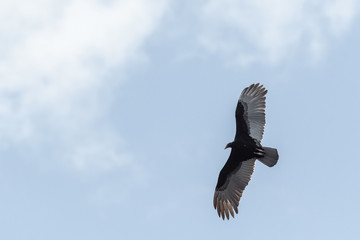 Turkey vulture flying across a patchy morning sky in Costa Rica